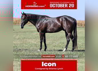 Caballo cuarto de milla, Caballo castrado, 4 años, 163 cm, Negro