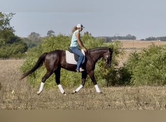 Caballo cuarto de milla, Caballo castrado, 4 años, 163 cm, Negro