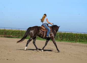 Caballo cuarto de milla, Caballo castrado, 4 años, 163 cm, Negro