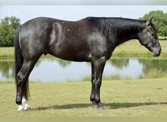 Caballo cuarto de milla, Caballo castrado, 4 años, 163 cm, Tordo