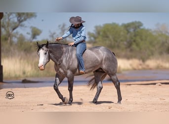 Caballo cuarto de milla, Caballo castrado, 4 años, 163 cm, Tordo