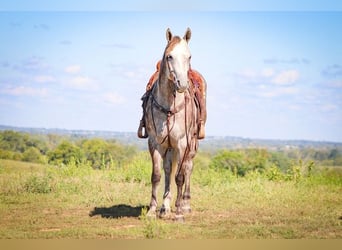 Caballo cuarto de milla, Caballo castrado, 4 años, 163 cm, Tordo rodado