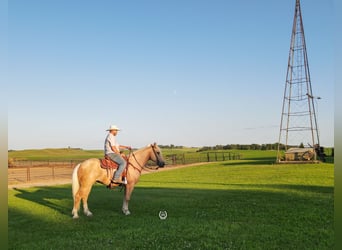 Caballo cuarto de milla, Caballo castrado, 4 años, 165 cm, Palomino