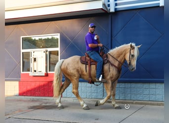 Caballo cuarto de milla, Caballo castrado, 4 años, 165 cm, Palomino