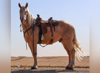 Caballo cuarto de milla, Caballo castrado, 4 años, 165 cm, Palomino