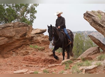 Caballo cuarto de milla, Caballo castrado, 4 años, 168 cm, Negro