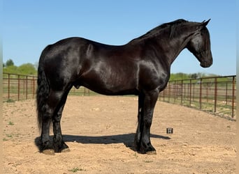 Caballo cuarto de milla, Caballo castrado, 4 años, 168 cm, Negro