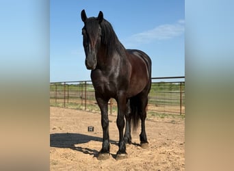 Caballo cuarto de milla, Caballo castrado, 4 años, 168 cm, Negro