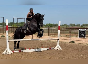 Caballo cuarto de milla, Caballo castrado, 4 años, 168 cm, Negro