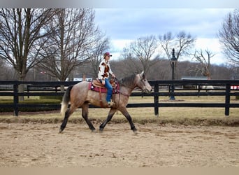 Caballo cuarto de milla, Caballo castrado, 4 años, 168 cm, Tordo ruano