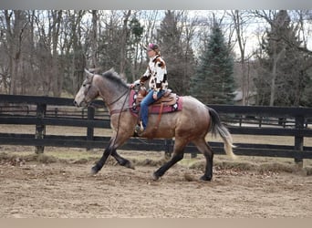 Caballo cuarto de milla, Caballo castrado, 4 años, 168 cm, Tordo ruano