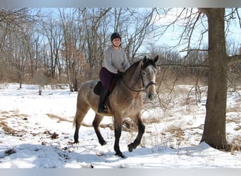 Caballo cuarto de milla, Caballo castrado, 4 años, 168 cm, Tordo ruano