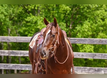Caballo cuarto de milla, Caballo castrado, 4 años, Alazán rojizo
