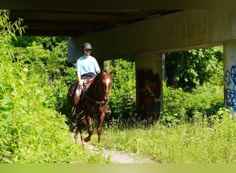 Caballo cuarto de milla, Caballo castrado, 4 años, Alazán rojizo