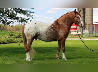 Caballo cuarto de milla Mestizo, Caballo castrado, 4 años, Alazán rojizo