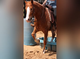 Caballo cuarto de milla Mestizo, Caballo castrado, 4 años, Alazán rojizo