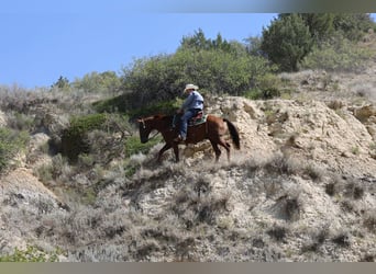 Caballo cuarto de milla, Caballo castrado, 4 años, Alazán rojizo