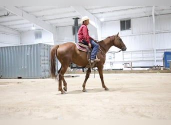 Caballo cuarto de milla, Caballo castrado, 4 años, Alazán rojizo