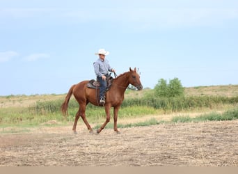 Caballo cuarto de milla, Caballo castrado, 4 años, Alazán rojizo