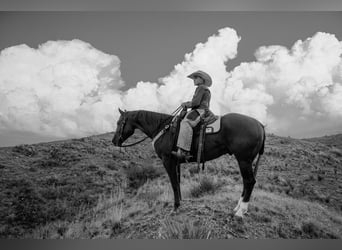 Caballo cuarto de milla, Caballo castrado, 4 años, Alazán rojizo
