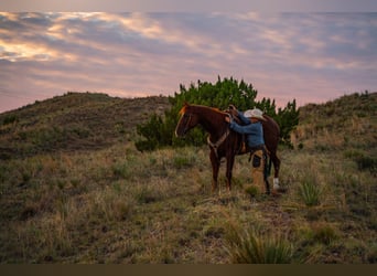 Caballo cuarto de milla, Caballo castrado, 4 años, Alazán rojizo