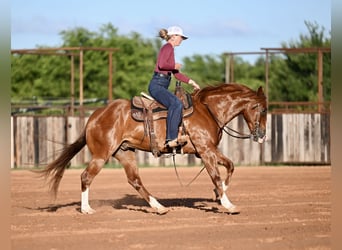 Caballo cuarto de milla, Caballo castrado, 4 años, Alazán rojizo