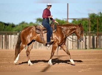 Caballo cuarto de milla, Caballo castrado, 4 años, Alazán rojizo
