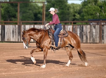 Caballo cuarto de milla, Caballo castrado, 4 años, Alazán rojizo