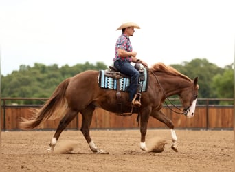 Caballo cuarto de milla, Caballo castrado, 4 años, Alazán rojizo