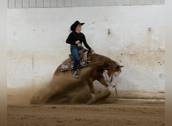 Caballo cuarto de milla, Caballo castrado, 4 años, Alazán rojizo