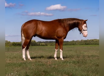 Caballo cuarto de milla, Caballo castrado, 4 años, Alazán rojizo