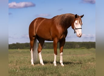 Caballo cuarto de milla, Caballo castrado, 4 años, Alazán rojizo