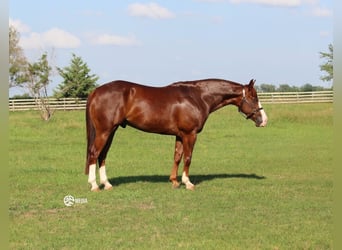 Caballo cuarto de milla, Caballo castrado, 4 años, Alazán rojizo