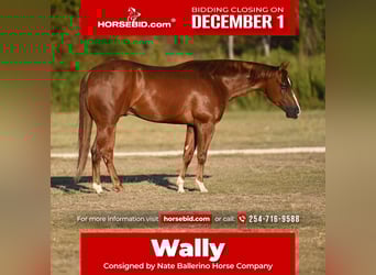 Caballo cuarto de milla, Caballo castrado, 4 años, Alazán rojizo