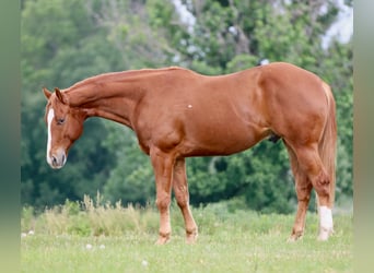 Caballo cuarto de milla, Caballo castrado, 4 años, Alazán-tostado