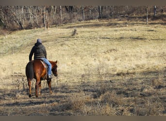 Caballo cuarto de milla, Caballo castrado, 4 años, Alazán-tostado