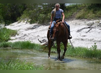 Caballo cuarto de milla, Caballo castrado, 4 años, Alazán-tostado