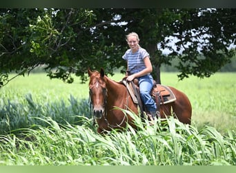 Caballo cuarto de milla, Caballo castrado, 4 años, Alazán-tostado