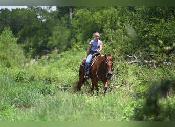 Caballo cuarto de milla, Caballo castrado, 4 años, Alazán-tostado