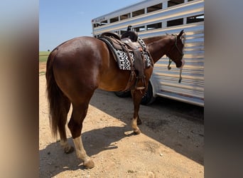 Caballo cuarto de milla, Caballo castrado, 4 años, Alazán-tostado