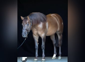 Caballo cuarto de milla, Caballo castrado, 4 años, Alazán-tostado