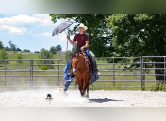 Caballo cuarto de milla, Caballo castrado, 4 años, Bayo