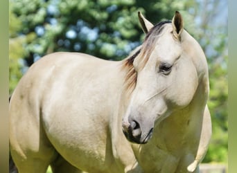 Caballo cuarto de milla, Caballo castrado, 4 años, Buckskin/Bayo