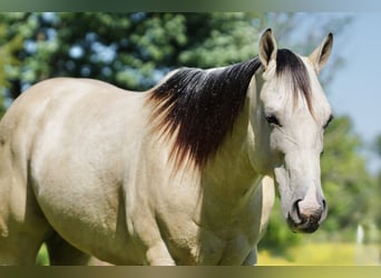 Caballo cuarto de milla, Caballo castrado, 4 años, Buckskin/Bayo