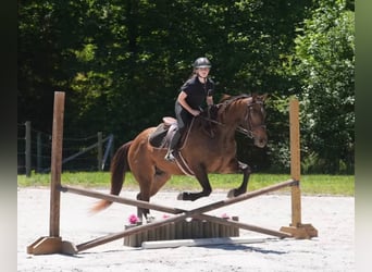 Caballo cuarto de milla, Caballo castrado, 4 años, Buckskin/Bayo