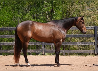 Caballo cuarto de milla, Caballo castrado, 4 años, Buckskin/Bayo