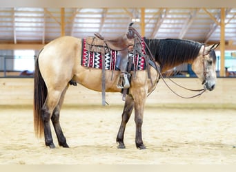 Caballo cuarto de milla, Caballo castrado, 4 años, Buckskin/Bayo