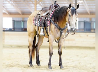 Caballo cuarto de milla, Caballo castrado, 4 años, Buckskin/Bayo