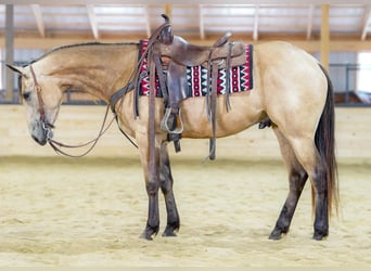 Caballo cuarto de milla, Caballo castrado, 4 años, Buckskin/Bayo