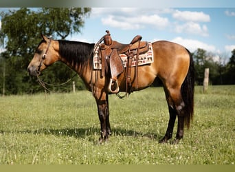 Caballo cuarto de milla, Caballo castrado, 4 años, Buckskin/Bayo